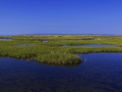 Swamp of Rodia